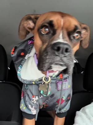 One of Roxie’s favorite places is going for a car ride #creatorsearchinsights #fyp #fyppppppppppppppppppppppp #fypシ #PetsOfTikTok #pet #petlover #petparent #dogsoftiktok #dogmom #dog #doglover #boxerdog #boxerdogsoftiktok #boxermom #carride #dogcarride 