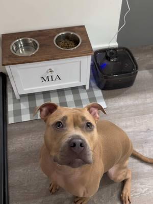 Mia loves her @MAILOFY dog water bowl! It has a sleek look and provides a constant supply of fresh water! 🐶 #mailofy #dogwaterfountain #tiktokshopdeals 