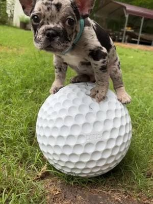 94 days til the Masters, and I need a ticket! @The Masters @Shop BARK #foryou #PGATOUR #masters #TheMasters #thisbettergetmeintheticketmasterlottery @PGATOUR 