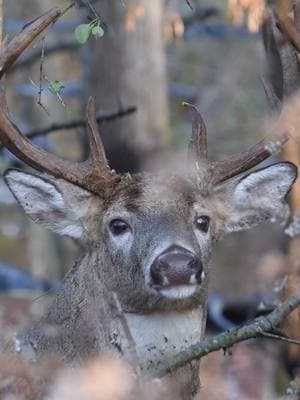 #whitetail #wildlifephotography #wildlife #bigbuck #outdoorlife #midwestwhitetail #whitetaildeer #antleraddict #buck #deer #whitetailadrenaline #outdoorsman