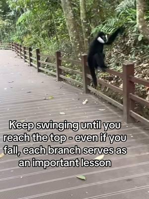 Stay committed and you all shall achieve your goals #fyp #monkey #ape #gibbon #animals #hopecore #real #wisdom #knowledge #motivation 