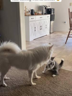 Sneak attacks from Milo 🤣 #fyp #MomsofTikTok #fypage #foryou #cute #fy #kitten #kittensoftiktok #kittens #trending #cat #catsoftiktok #dog #dogsoftiktok #dogs #americaneskimo #funny #animalsoftiktok #playing #mischief #brothers #catdog #dogcat #funnyanimals #funnyvideo 