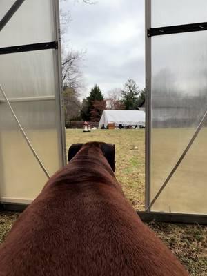 Luna is begging Zeus to come and play #zeustheboxerdog #lunatheboxerdog #boxersrule #boxerlife #boxerlove #boxerdogsoftiktok #boxerlovers #boxerdogs #boxers 