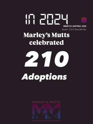 Let’s add YOU to our 2️⃣0️⃣2️⃣5️⃣ adoption video! 2️⃣1️⃣0️⃣ adoptions, with 1️⃣5️⃣5️⃣ of those adoptions being large breed dogs! Let us not forget to mention the outstanding number of dogs we rescued in 2024, being 7️⃣1️⃣0️⃣! DON’T STOP US NOW! 👏👏If you are looking to add to your family in 2025, we really hope you will consider Marley’s Mutts Rescue! We are located in Tehachapi, CA and have over 60 + adoptable dogs to choose from. Puppies, seniors, little dogs, big dogs, medium dogs…we are here to help you find the perfect new addition to your family!  🐶 🐾 To view all of our adoptable dogs please visit marleysmutts.org/adoptadog 🏡 Fill out an adoption application www.marleysmutts.org/adoptionapp 🇺🇸 Adoption fee waived for veterans and first responders 📍Located in Tehachapi, California  ♥️Donate to our non-profit rescue www.marleysmutts.org/donate 🐕 For info about fostering:  www.marleysmutts.org/foster #marleysmutts #muttmilitia #dogrescue #foster  #adopt  #rescuedog #secondchance #fostering  #animaladvocate #adopt #dogrescue  #fosteringsaveslives #savealife #shelter  #adoption #foreverhome #spayandneuter  #rescuedog #rescue #adoptdontshop  #adoptme  #rescuedismyfavoritebreed #dontshopadopt