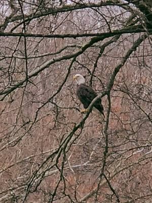 New years day ride. Bald Eagle fishing on Indian Creek. #horsingaround #baldeagle 