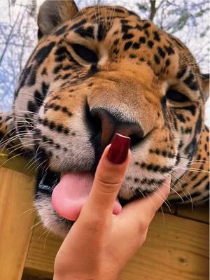 Tank kisses 🥰 #NOTpets #jaguar #jag #tank #teamtank #boop #boops #boopboopboop #boopthesnoot #bigcat #bigcats #cat #cats #animals #Love #amazing #fl #florida #fyp 