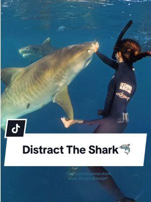 #shark #sharks #sharkdiving #tigershark #sharkattack #sharkbite #sharkdiver #sharkdive #ocean #freedive #oceanlife #dive Some BTS explaining a moment on a shark dive featuring @mermaid.kayleigh in the background🦈 *Please never dive with sharks without a professional guide*