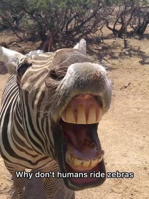 Why don’t humans ride zebras? #zebra #animalsoftiktok #animalfacts 