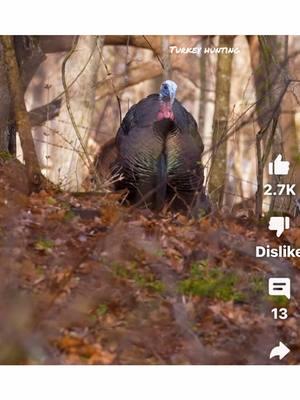 Well, it’s almost that time of year again boys and girls! Crank it up! #FYP #ForYouPage #TurkeyHunting #Turkeys #Gobbling #TurkeyGobbling #TurkeyHunt #TurkeyCall #SpringTurkeys #SpringThunder #ThunderChicken 