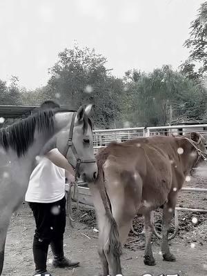 Horse and girls playing with OMG horse Breeding and meeting today #horse #horselife #horselove #horseviral #horsebreeding #horsemeeting #todaybreeding #trendingmeeting #breedinghorse #tiktok