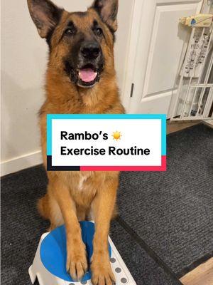 Another morning another canine fitness routine. My senior German Shepherd’s morning exercise routine #dogfitness #canineconditioning #dogwellness #germanshepherd #seniordog