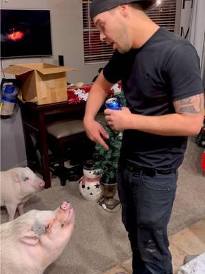 My human dad has no rizz.. 😳🤣🐽❤️ @Marcus Tinsley @jaceytinsley  #minipigs #danceoff #animalsoftiktok #pigs 