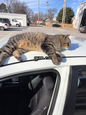 It’s like they know when you are allergeic to them, they just come straight to you  #cat #catsoftiktok #gym #gymcat #fyp #foryoupage 