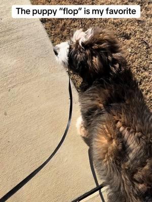 Those floppy ears 😩❤️#creatorsearchinsights #puppy #puppytiktok #dog #dogsoftiktok #dogs #bernedoodle #doodle #doodlesoftiktok #bernedoodlepuppy 