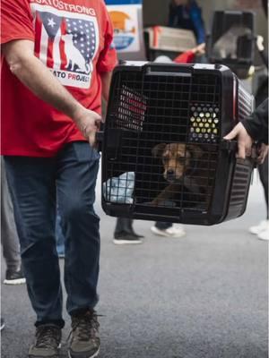 7️⃣5️⃣ stray dogs and cats from Puerto Rico went home just in time for 2️⃣0️⃣2️⃣5️⃣🎇 Our New Year’s Freedom Flight could not have been more beautiful. We were thrilled we could open this transport up to other satos (and gatos!) from independent rescuers / shelter partners who also needed rides - all on our dime. We were so blown away by the generosity shown to us at the end of 2024 that it was a no-brainer to return that generosity in-kind to the greater rescue community. Your support did this!!! It will never get old to watch the look on someone’s face as they meet their new furry family member for the very first time. We cherish these moments. We live for them! And we still have many satos who went into foster and still need those moments to happen for them. If you know someone interested in adopting, please forward them our list of current adoptables at thesatoproject.org/adopt. Approved applicants can request a meet and greet in the tri-state area. You’d be surprised how many incredibly adoptable puppies and adult dogs we have available! So don’t delay 🐾🏡 And as always, thank you again to our volunteers for giving up your mornings on December 31st to help us make this magic happen. We couldn’t do it without you!  Together we are #SatoStrong 💪 Let’s make 2025 our greatest year yet!!! #adoptabledogs #adoptdontshop #rescuedogs #adoptme #adoptablepuppies