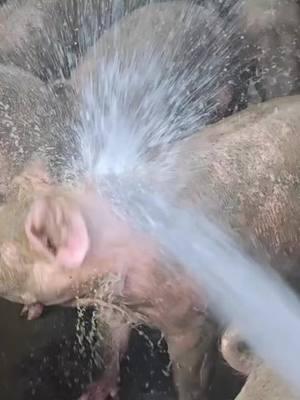 Happy New Year.#piggy #relaxingvideos #satisfyingvideo #piggypiggy #pig #piggyspa #funny #pigbath #fypage #funnyvideos #interesting #relax #pigs #pov #relaxing #piggies #piggie #tiktok #fyp #viralvideo #viraltiktok #satisfyingvideo