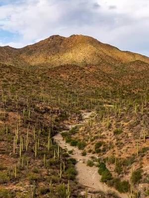 🌵✨ Happy New Year from all of us at Visit Tucson! ✨🌵 Start 2025 on the right foot—literally! Make it your resolution to spend more time in nature and visit the iconic @saguaronationalpark. Explore breathtaking desert trails, towering saguaros, and sunshine-filled adventures. Cheers to a year full of outdoor magic! 🥂 #VisitTucson #SaguaroNationalPark #Saguaro #Hiking