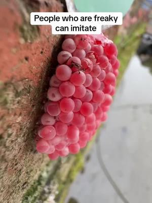 Apple snail eggs, easily recognizable by their bright pink or orange color, are laid in clusters above the waterline on plants and other structures. These eggs belong to various species of apple snails, aquatic mollusks that are often found in freshwater habitats. Originating from South America, these snails have been introduced into various ecosystems around the world, sometimes as part of the aquarium trade or for aquatic weed control. The introduction of apple snails into non-native environments can have significant ecological impacts. Their eggs hatch into voracious juveniles that grow quickly and consume vast amounts of vegetation. In ecosystems where they are invasive, apple snails can cause severe damage to aquatic plants, reducing biodiversity and altering habitats. This can lead to negative consequences for other species dependent on these plants for food and shelter, disrupting the entire aquatic food web. Moreover, the robustness of apple snail eggs contributes to the challenge of controlling their populations. The eggs have a unique calcium carbonate layer which protects them from desiccation and makes manual removal difficult. This protective layer ensures high survival rates, facilitating the rapid expansion of their populations in favorable conditions. In summary, while apple snails and their eggs can play a role in their native ecosystems, their presence in non-native areas is often problematic, leading to significant ecological disruptions and challenges in management and control. Crushing apple snail eggs is like crushing chicken eggs. It's not animal abuse because the eggs are not animals.  #AppleSnails #InvasiveSpecies #EcosystemDamage #AquaticPlants #BiodiversityLoss #EnvironmentalImpact #NatureConservation #AquaticInvasives #HabitatDisruption #WildlifeProtection #AppleSnailInvasion #EcoWarrior #SnailProblem #NatureAlert #SaveOurWaters #EcoCrisis #InvasiveAlert #ConservationTok #WildlifeRescue #EcoTips #SnailEggCrush #StopInvasives #EcoControl #InvasiveSpeciesFight #CrushInvasion #NatureDefense #HabitatProtectors #EggBusting #EcosystemWarriors #InvasiveCrunch #ASMRNature #CrushingASMR #EggCrushASMR #SatisfyingCrunch #NatureASMR #EcoASMR #InvasiveASMR #RelaxingCrush #ASMRCommunity #soothingsounds #fyp #foryou #foryoupage #satisfying #satisfyingvideo #relax #relaxing #relaxingvideos #interesting #entertaining #invasivespecies #applesnail #applesnaileggs #snaileggs #snaileggcrushing #eggs #asmr #asmrvideo #asmrsounds #asmrtiktoks #asmrsound #asmrtiktok #nature #crush #crushing #crushingasmr #crunchy #crunchysounds #crunchyasmr #notanimalabuse #1minuteasmr #asmr1minute 