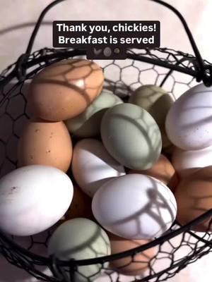 Nothing better than fresh eggs for breakfast from our furry feathered chickies. 🤍🐓  #farmfresheggs #farmtotable #healthybreakfast #chickeneggs #breakfastisserved