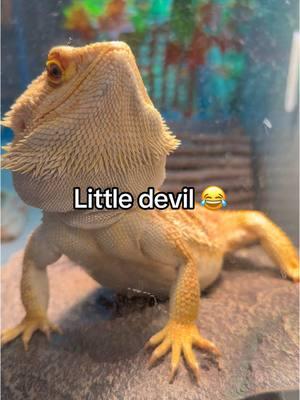 This spoiled little devil just CANT STAND to not be a part of the action… #beardeddragon #beardie #beardiesoftiktok #mamasboy 