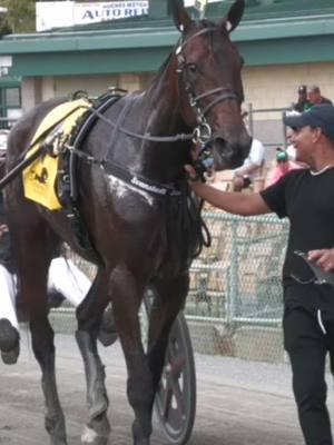 In at #5 in our #Top10 is Jiggy Jog S. #harnessracing #ustrotting 