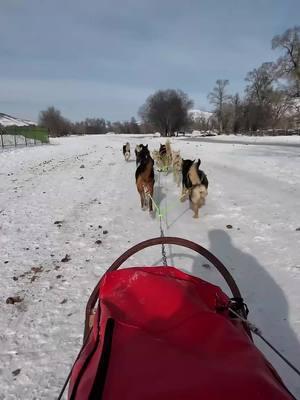 Dog Sledding In Rural Mongolia #mongolia #ulaanbaatar #travel #traveltiktok