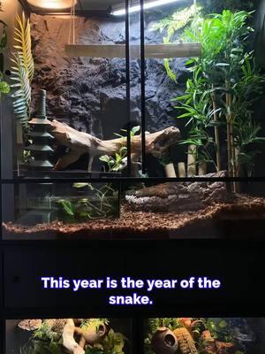 🐍 It’s the Year of the Snake, and we’re celebrating by upgrading our snake enclosures! 🎉 Have you planned any upgrades for your snake this year? Let us know in the comments! 💬 Whether it's a new habitat or cozy hide, we’d love to hear what you’re doing for your slithery friend! 🌿 #YearOfTheSnake #SnakeUpgrade #ZenHabitats #ReptileCare #SnakeLife #ReptileCommunity