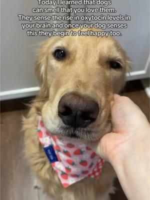 Love is in the air ❤️ The strawberry bandanas also make for the cutest Valentine's Day outfit 🍓 #ilovemydog #obsesseddogmom #dogparent #dogsoftiktok #dogfacts 