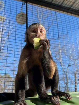 Soaking up some sunshine & eating a cucumber!!!☀️🥒 #oliverlincoln #happymonkeys #playingoutside #capuchin #monkey #monkeysoftiktok 