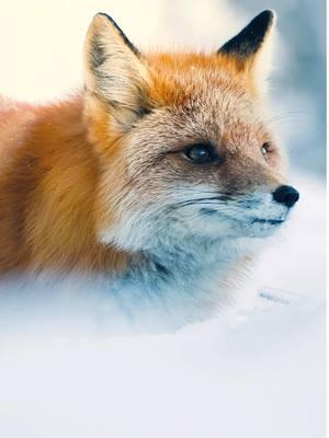 Red Fox in the Alaskan Wilderness • Filmed on the new flagship @canonusa EOS R1 and RF 100-500 4.5-7.1 • • • #alaska #alaskaadventures #alaskawildlife #alaskaphotography #alaskaproud #alaskawildproject #wildlifephotography #redfox #foxphotography #alaskalife #alaskaliving #alaskathelastfrontier #alaskafrontier #thealaskafrontier #canonr1 #eosr1 #canoneosr1 #rf100500 #rf100500mm