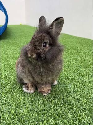   Shelter bunnies deserve fun and outdoor time too! 🐰   Right now, our shelter is full of adorable bunnies! Some of them have been here for months ☹ They range in age and each have such different personalities. 🥰 We recently took them outside for a play date, and they had an absolute blast! What they’d really love, though, is to find a forever family who can give them the love and attention they crave. 💗 Adopt two bunnies, and you only pay one adoption fee! Meet Star, Blueberry, Scarlett, Rosco, Pablo, and Tyrone!   Here are a few things to consider before getting a rabbit as a pet:   • Rabbits often live 10-12 years or more. • Rabbits require a large, open, indoor area to be housed in. • Rabbits are delicate animals and do not love to be picked up. • Not all veterinarians treat rabbits, so they often require specialized veterinary care.   If you are ready to add a bunny to your family, please remember to adopt, don’t shop! To adopt one of our irresistible bunnies, please complete a pre-adoption application at www.humanebroward.com (the link is in our bio) and come in to meet them. The shelter is located at 2070 Griffin Road, Fort Lauderdale and the adoption department opens daily at 11 a.m., seven days a week. For questions, call 954-989-3977 ext. 6   Be sure to also attend our FREE “Bunny Basics” monthly zoom classes. Our next session is scheduled for January 11th, 2025 from 10:30am – 11:30am. To register, call or text 954-579-5101 or email Heather at underdogbehavior@gmail.com   #floof #fluffyrabbit #fluffy #fluffybunny #bunnies #bunny #rabbit #bunnyrescue #animalrescue #animalshelter #fortlauderdale #florida #adoption #miami #palmbeach #browardcounty #floofer #bunnybasics #adoptme