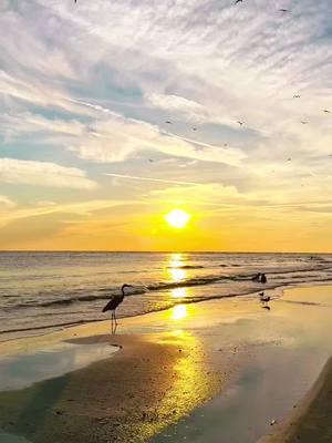 Siempre te extrañare. - #siempreteextrañare #Salsa #viral #sunset #beach #playa #oceano #ocean  #salsaromantica #fypシ #parati  #atardecer #salsaparadedicar #sigueme_para_mas_videos_asi 