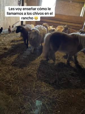 Que conste si soy de rancho😁#goat #chivo #borrego #becerros #vaca #farmlife #comotoyperro #funnymoments #paratii #tik_tok #hayno #esloquehay #😁😁😁 