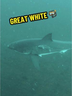 Tiburón Blanco abajo de Nosotros 😳🫀 ¿Sabías que los tiburones terminan con menos de 10 personas al año? Que experiencia… 😮‍💨 ¿Bucearías aquí? 🤿 #tiburon #greatwhite #greatwhiteshark #deepblue #oceano #profundidad #depredador #sharkattack #tiburonataca #carnivoro #mar #tiburoncin #CapCut #fyp