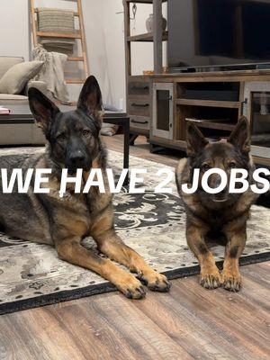 and they are excellent at both jobs 😂 #germanshepherd #gsdoftiktok #gsdpuppy #dogsounds #imobsessed #newyear 