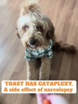 #goldendoodle #doodle #narcolepticdog #cataplexy #teamtoast #abeparker @abeparker 