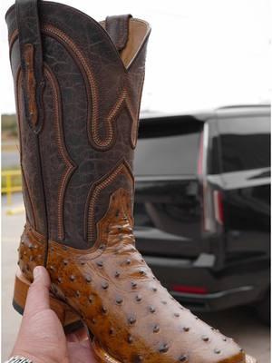 Honey Ostrich🐦🍯 On Sale For $149.99!! #alfawesternwear #fypシ゚viral #alfawesternwearboots #exclusive #cowboyboots #paratiiiiiiiiiiiiiiiiiiiiiiiiiiiiiii #texas #boots #westernwear #botasvaqueras #cowboyoutfit #fyp #rodeo #country #western #leather #ostrich 