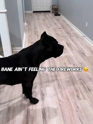 How Bane brought in the New Year 🎆💥 Happy 2025 💥 #raisingbane #banethedog #happynewyear 