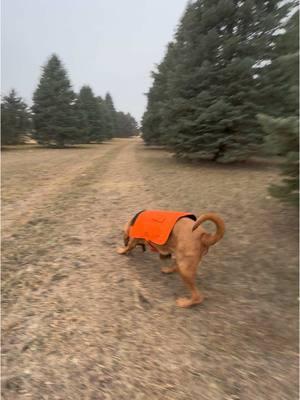 Just a Bloodhound doing what Bloodhounds do! #cliffordthebigreddog #bloodhound #bigred #crazydaisy #scenthound #trackitraining 