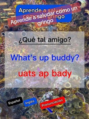 Learn English. Hoy vas aprender a saludar como un gringo #ingles #español #englishspanish #inglesdesdecero #inglesparaprincipiantes #inglesbasico #inglesdesdecasa #inglesfluido #inglesfacil #cursodeinglesgratis #learnenglish #englishlanguage #clasesdeinglesgratis #maestrodeingles #inglesonline #inglesamericano #foryourpage #fypシ゚viral #parati #andrilupita 