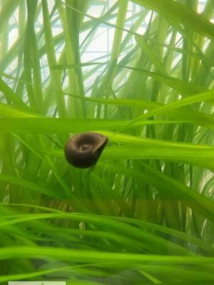 HANG ON, SNAIL! This snail is hanging on to the end of Jungle Val that's being blown around by a pump. I think it's enjoying the ride. What do you think? This FIRE 🔥 VALLISNERIA is available for sale! Shop Now! TANK ON!  #snail #snails #aquariumsnail #fishtanksnail #ride #ridding #lol #funny #aquarium #aquariums #aquascape #aquascaping #aquariumplants #scape #fishtank #freshwateraquarium #plants #plantlife #planted #plantedtank #plantedaquarium #aquascape #aquaticplants