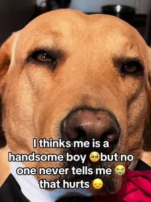 Sum times yous jus needs to hear it 😭 #🥺 #handsome #sad #dog #fy #labrador #dogsoftiktok #fouryoupage #fypシ゚viral #rocky #rockythesweetestlabador #adorable #sweetdoggo #4 #yours #urthebest🌟🌹♥️loveyoubunches🙌🙌forlovingme #loveyousrocky 