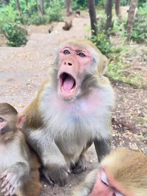 #monkey #animals #funny 