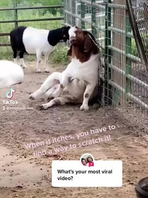 #onthisday oh Hot Wired you were a funny one #goat #goats #animal #animals #boergoat #boergoats #ranch #ranchlife #farm #farmlife 