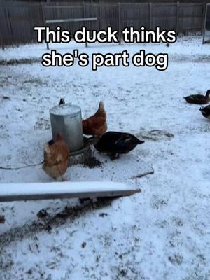 When you start hanging around the family dog too much.😜 #FunnyAnimals #DuckTok #FarmLife #PetDucks #AnimalsOfTikTok #QuackLife #FarmAnimals #DucksAreFunny #DuckHumor #DuckLovers #AnimalComedy #CuteAndFunny #CountryLiving #FurryAndFeathery #PetVideos