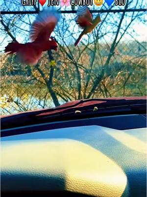 Free as a Bird 🐦‍⬛ #cardinals #bluejays #birds #freebird #lynardskynard #birdsoftiktok #redbird #kentucky #cowboy #mockingbird #bluebird #fyp #free #onthisday 