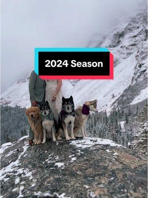 2024 was a great year for us overall #dogs #dogsoftiktok #dogtok #2024recap #2024season #newyear #hikingwithdogs #hikingdogs #Hiking #travel #travelwithdogs 