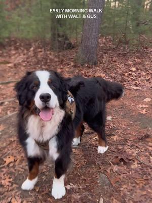 New year, same FJ #bernesepuppy #bernesemountaindog #bernesemountaindogsoftiktok #bernesemountaindoglovers #dogvoiceover #dogsoftiktok 