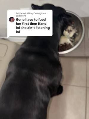 Replying to @LaShay Covington  It doesn’t matter😂😂🙄 she’s greedy #fyp #viraltok #doglover #dogmom #corsopuppy #canecorsos