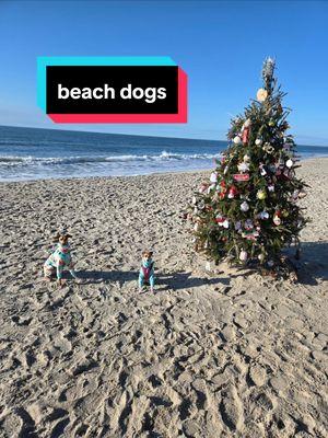 Needed a break from the snow so took the dogs to Oak Island, NC! #oakisland  #italiangreyhound #beachdog 